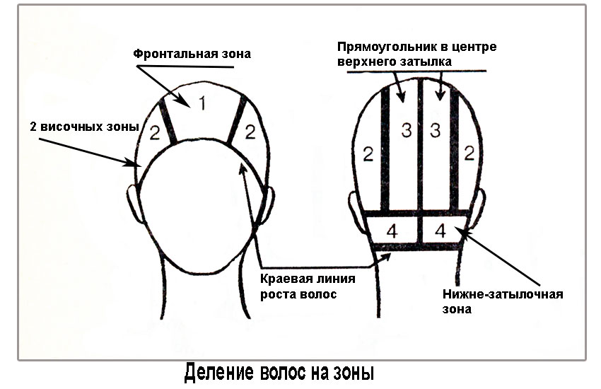 Вертикальный пробор головы для парикмахеров схема